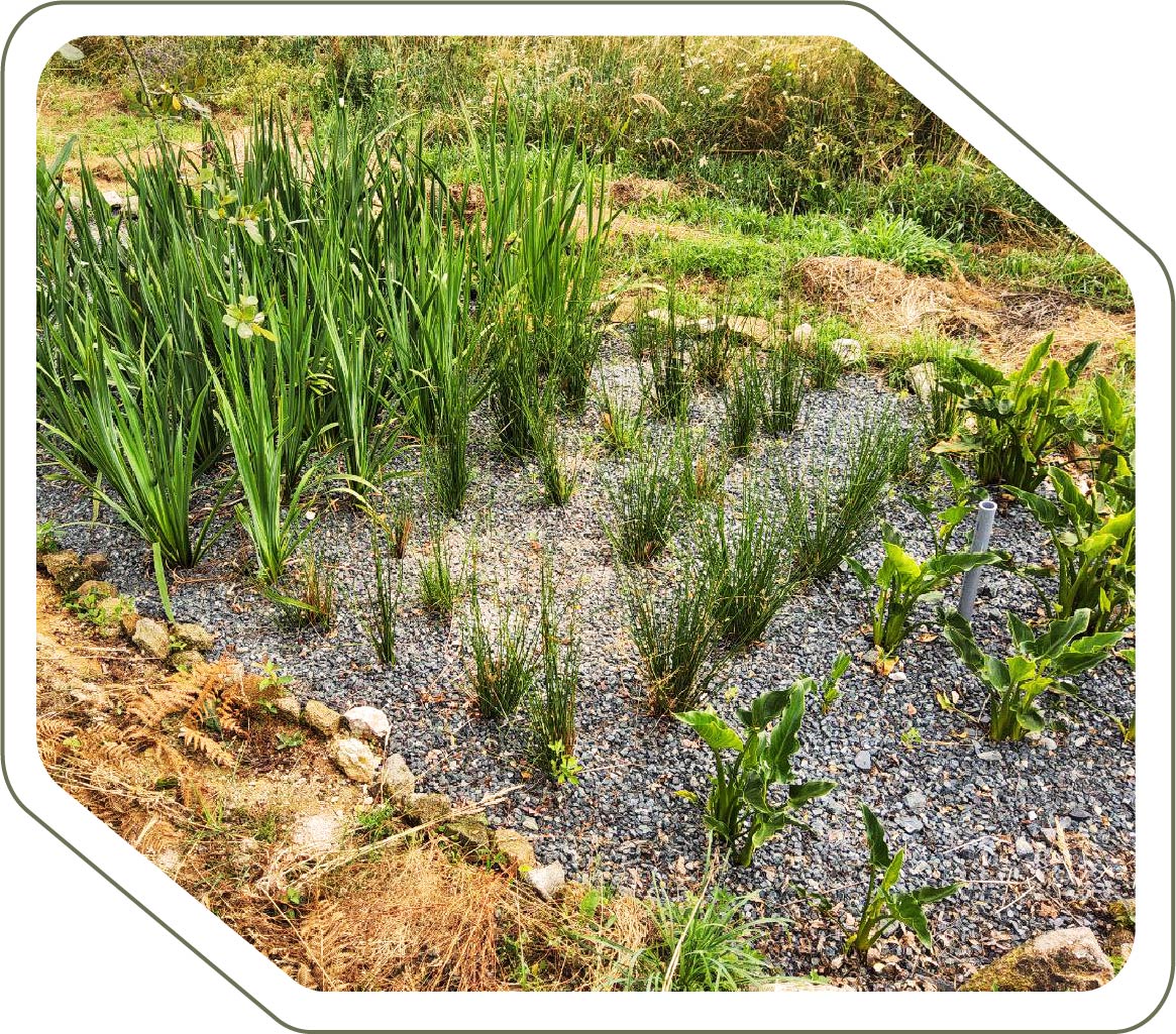 fitodepuracion permacultura