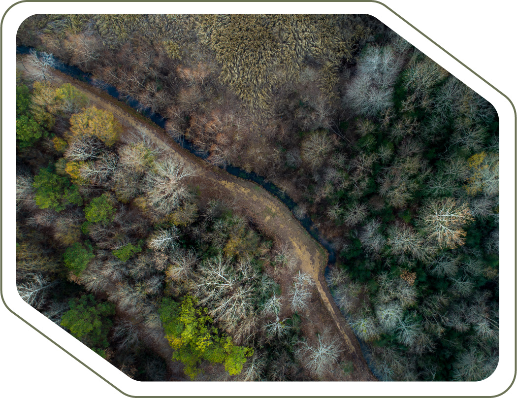 vista bosque desde drone